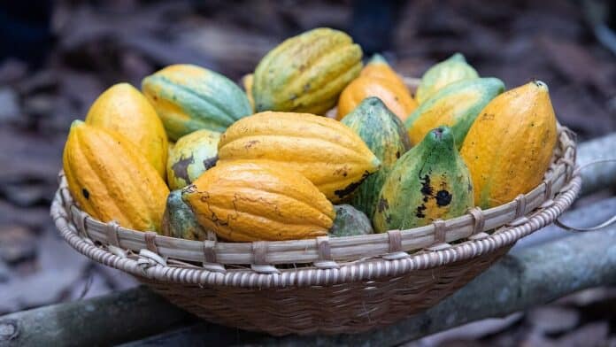 Cabosses de cacao à Soubré, Côte d'Ivoire
