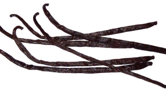 Gousses de vanille